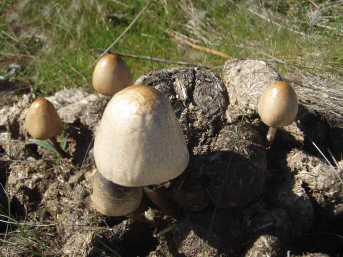 Pilz -Misthoot